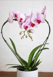 Foto de ORQUIDEA PHALEANOPSIS CORAZON